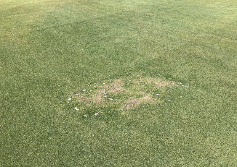 strange brown marks on golf course