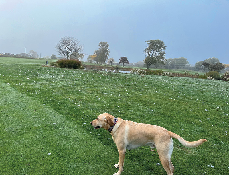 golf course divided green