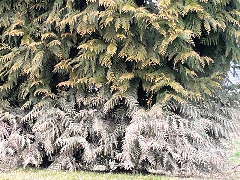 A patch of brown turf on a practice putting green