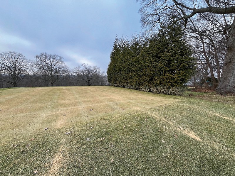 SeaDwarf paspalum putting green