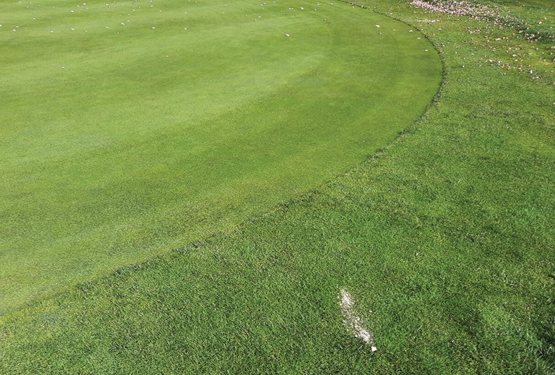 Image of a small pile of pale material next to a putting green collar. Image of a small pile of pale material next to a putting green collar.