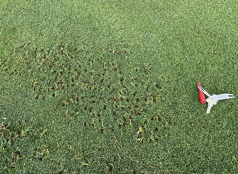 Image of a small pile of pale material next to a putting green collar.
