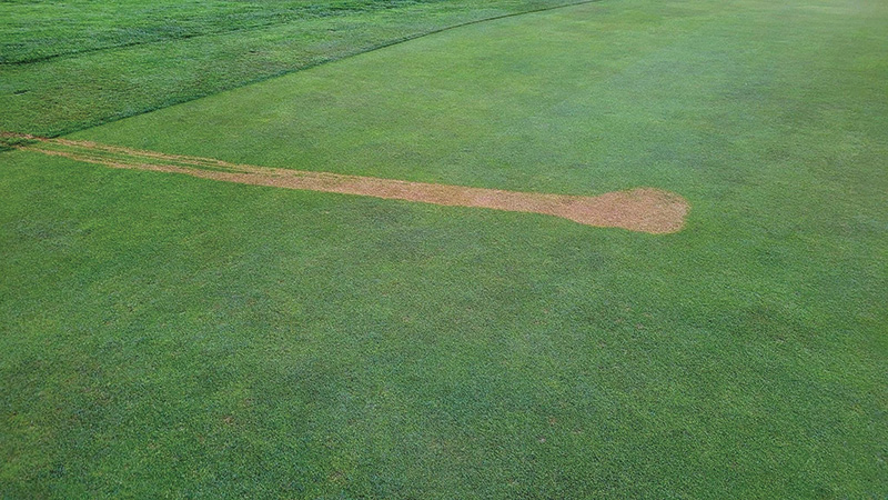 A patch of brown turf on a practice putting green