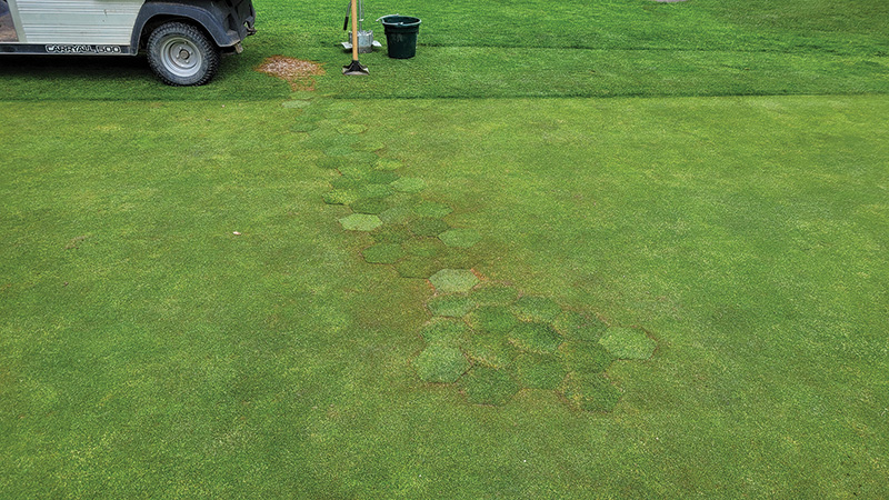 SeaDwarf paspalum putting green