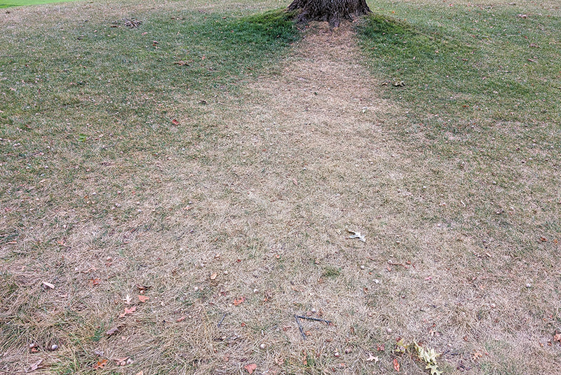 Area of dry brown turf behind a tree Area of dry brown turf behind a tree