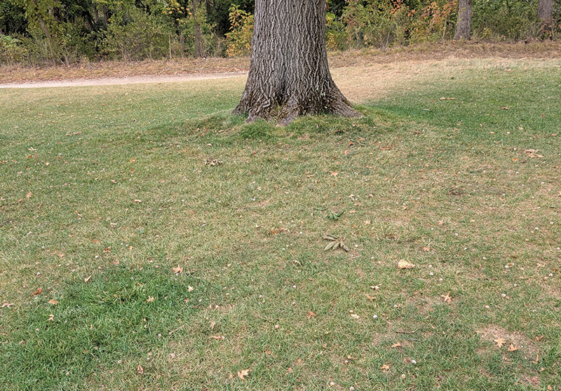 Patch of turf with closeup of brown dry patch. Image of turf behind tree with more green and less brown coloration.