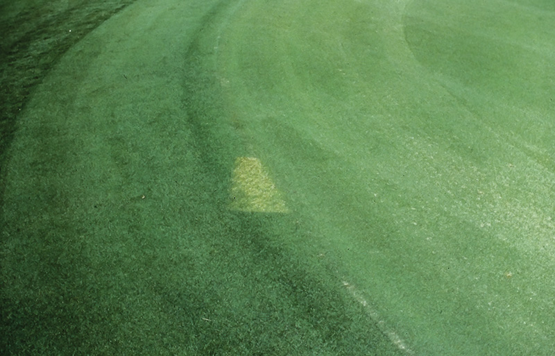 A patch of sprayed turf with a leaf shape on it Small patch of yellow discolored turf within a dark green putting green