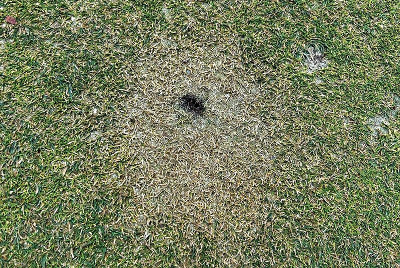 Area of dry brown turf behind a tree Area of dry brown turf behind a tree