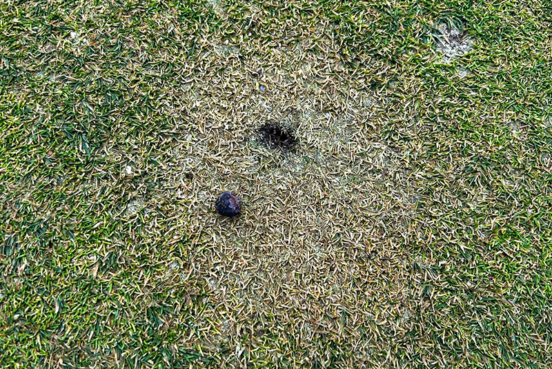 Patch of turf with closeup of brown dry patch. Image of turf behind tree with more green and less brown coloration.