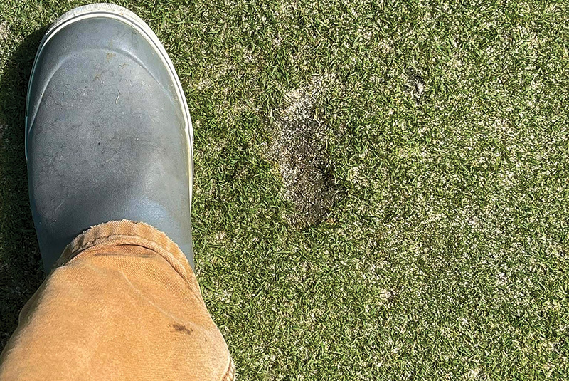A patch of sprayed turf with a leaf shape on it Small patch of yellow discolored turf within a dark green putting green