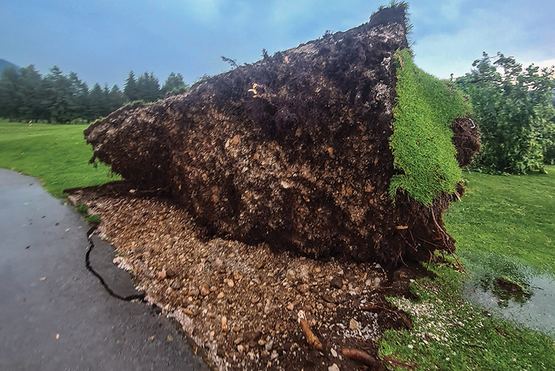Area of dry brown turf behind a tree Area of dry brown turf behind a tree