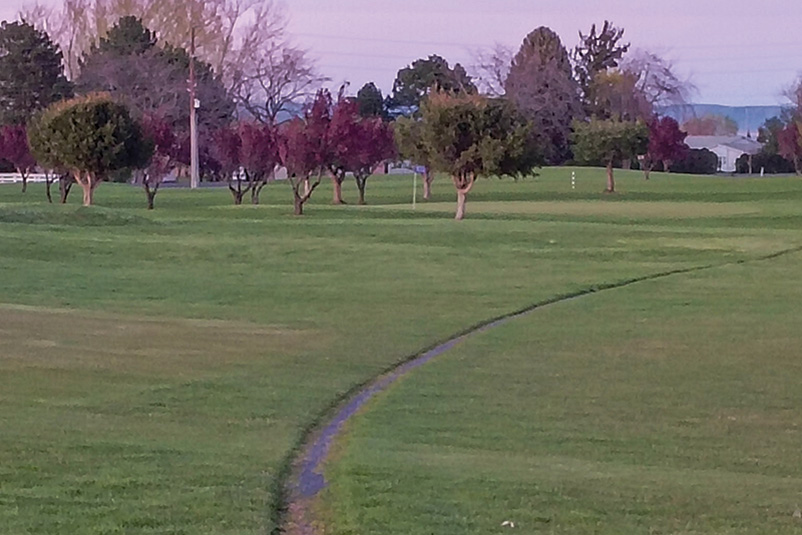 Area of dry brown turf behind a tree Area of dry brown turf behind a tree