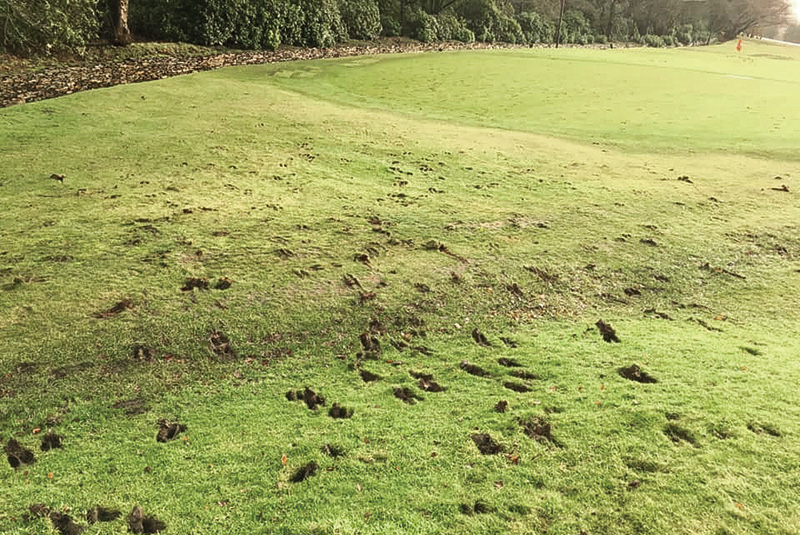 Area of dry brown turf behind a tree Area of dry brown turf behind a tree