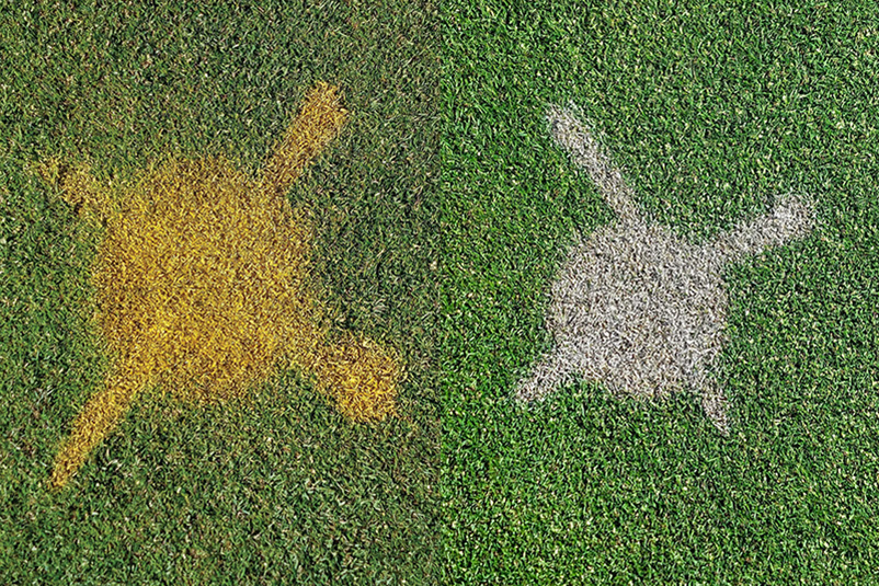 Area of dry brown turf behind a tree