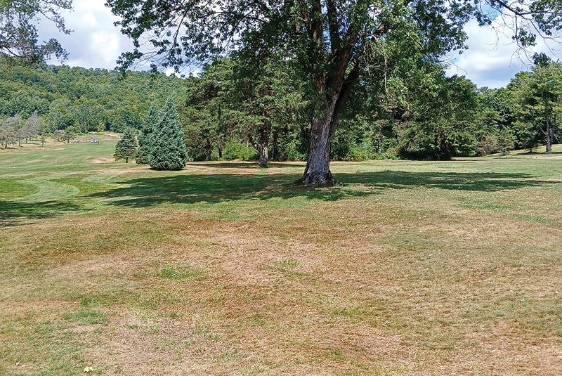 Small patch of yellow discolored turf within a dark green putting green