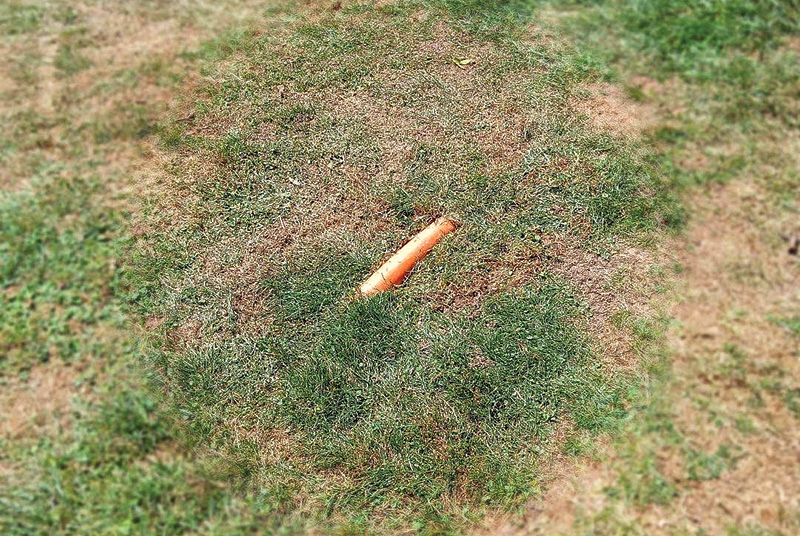 Small patch of yellow discolored turf within a dark green putting green