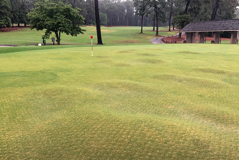A patch of sprayed turf with a leaf shape on it Small patch of yellow discolored turf within a dark green putting green