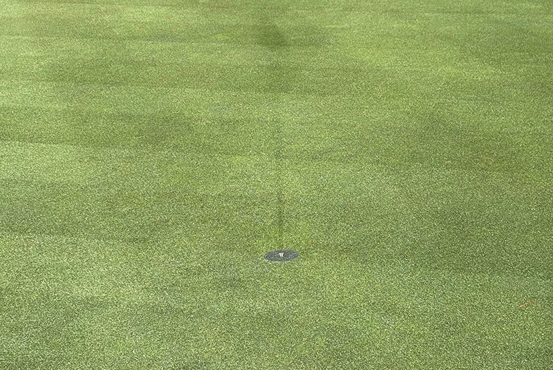 Small patch of yellow discolored turf within a dark green putting green