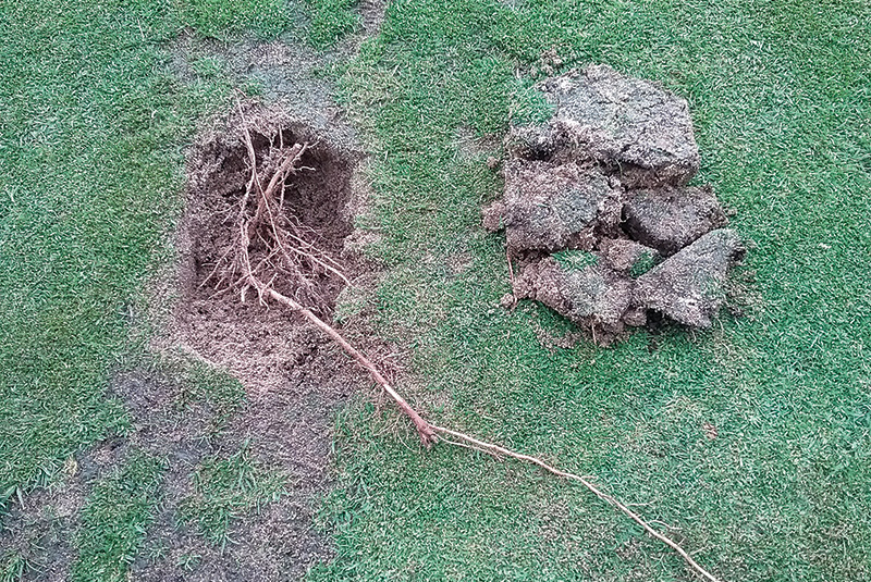Patch of turf with closeup of brown dry patch. A fox on a golf course.