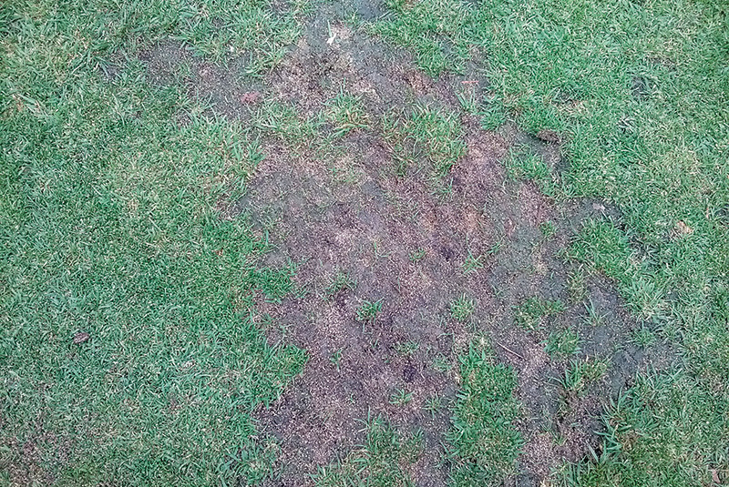 Area of dry brown turf behind a tree Area of dry brown turf behind a tree