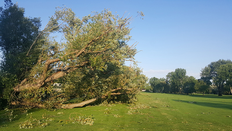 fallen tree